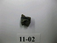 藏品(獼猴齒)的圖片